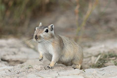  Mongolian Gerbil: Bir Çöl Kabile Üyesi mi Yoksa Küçük Bir Hazine Avıcısı mı?