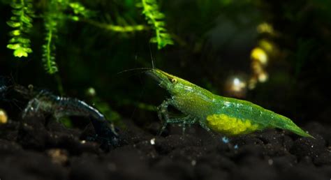  Woolly Shrimp:  A Master of Disguise With an Appetite for Decay!